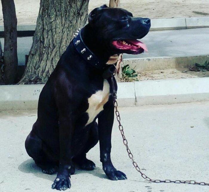 Pitbull balalari satilir ve ya barter edilir. Bakida taninmiw temiz pa