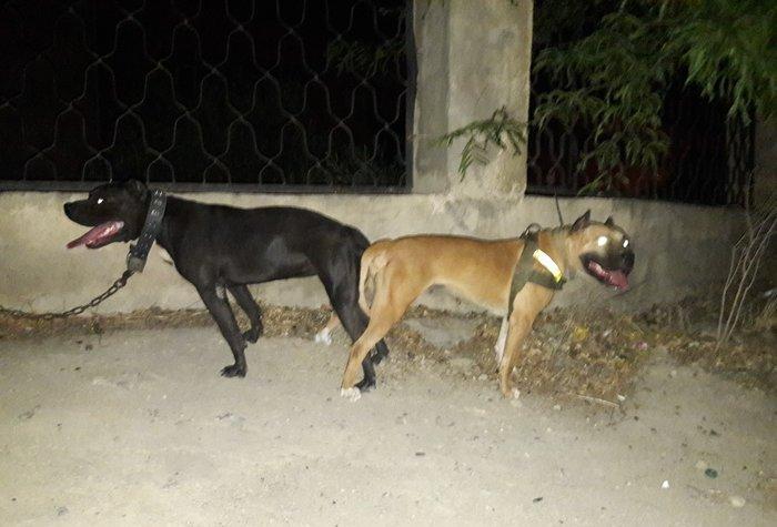 Pitbull balalari satilir ve ya barter edilir. Bakida taninmiw temiz pa