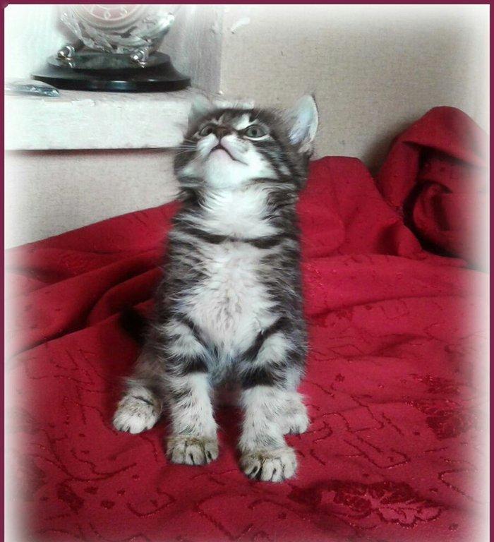 Красивый домашний мальчик (около 1,5 мес.). Бесплатно. Пишите на whats