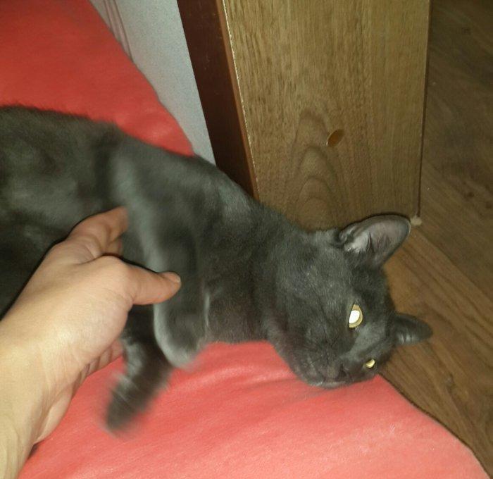 Korat cinsi ,şotland pisiyide deyilir 11 ayliq erkekdi her ay baytar h