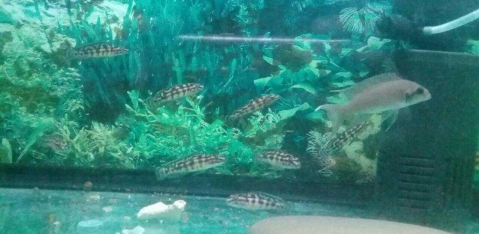 Baliqlar uzuz en ucuz bizde en keyfiyetli bizde akvarumlar ve aksesuar
