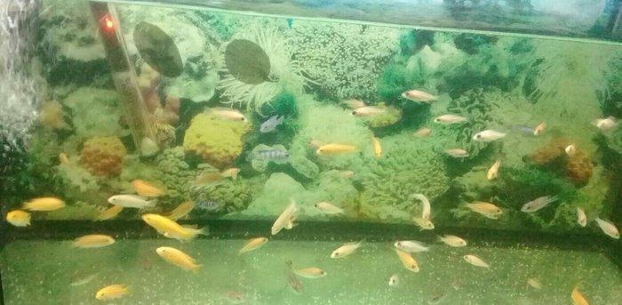 Baliqlar uzuz en ucuz bizde en keyfiyetli bizde akvarumlar ve aksesuar