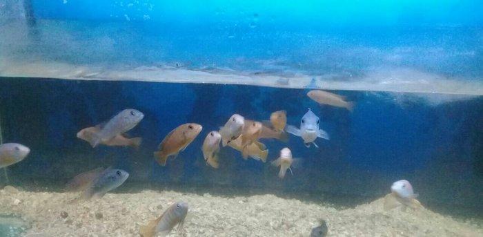 Baliqlar uzuz en ucuz bizde en keyfiyetli bizde akvarumlar ve aksesuar