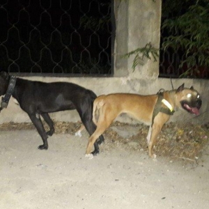 Pitbull balalari satilir ve ya barter edilir. Bakida taninmiw temiz pa