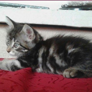 Красивый домашний мальчик (около 1,5 мес.). Бесплатно. Пишите на whats