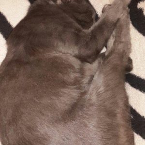 Korat cinsi ,şotland pisiyide deyilir 11 ayliq erkekdi her ay baytar h