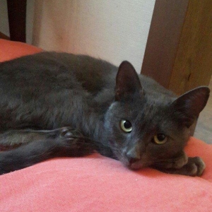 Korat cinsi ,şotland pisiyide deyilir 11 ayliq erkekdi her ay baytar h