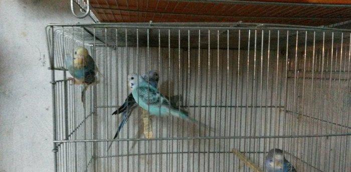 tam saxlam cexle qarisiq 2cut 5-6 ayliq quslar satilir qiymet 1