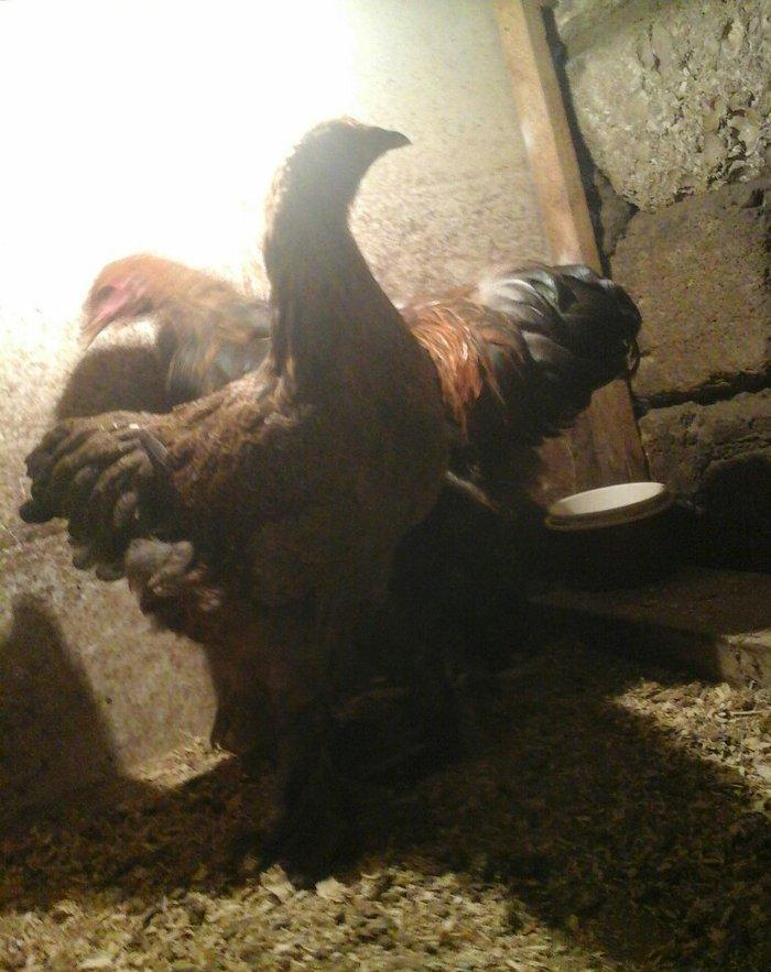 Brama qold toyugu 4 ay yarimliq fere xoruz ukraynadan gelmedi tam sagl