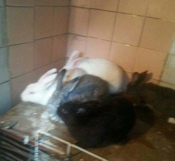 Herkese salam
dovŞanlar satilir
3 erkek
1 dİŞİ qarni balali
1  5 ayliq