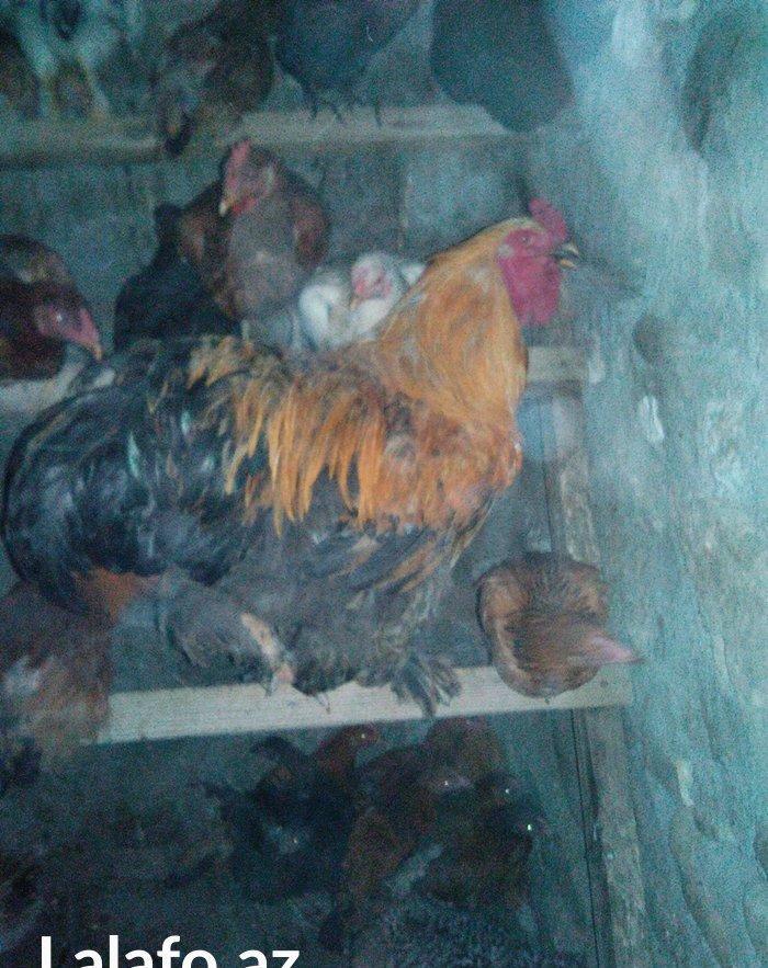 1 illik tam saglam brama xoruzu satilir  (cox iri heyvandi)
butun