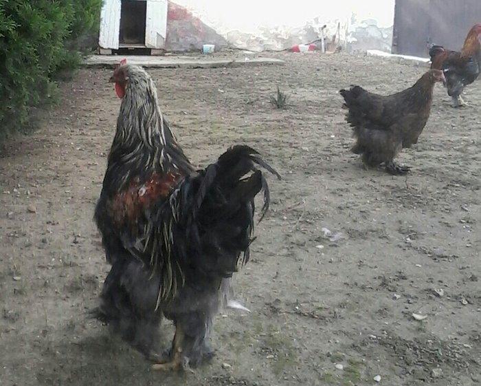 Bramo fereleri ve xoruzlari.1yas ve 1 yas 6 ayliq toyuqlar.Temiz sortd