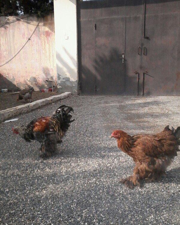 Bramo fereleri ve xoruzlari.1yas ve 1 yas 6 ayliq toyuqlar.Temiz sortd