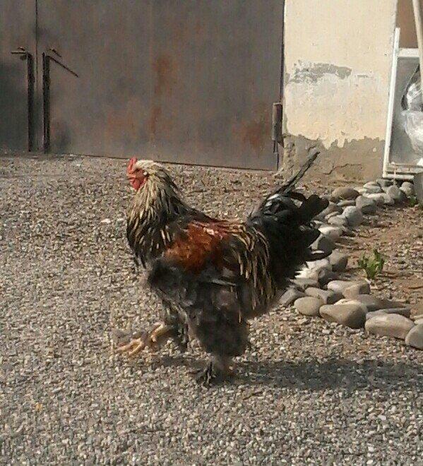 Bramo fereleri ve xoruzlari.1yas ve 1 yas 6 ayliq toyuqlar.Temiz sortd