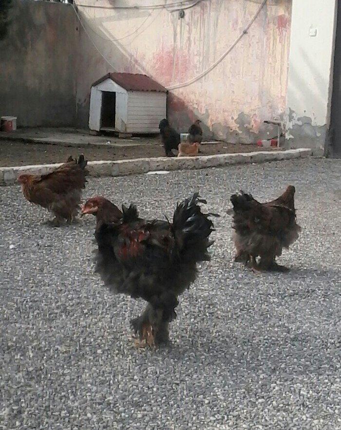 Bramo fereleri ve xoruzlari.1yas ve 1 yas 6 ayliq toyuqlar.Temiz sortd