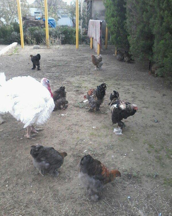 Bramo fereleri ve xoruzlari.1yas ve 1 yas 6 ayliq toyuqlar.Temiz sortd