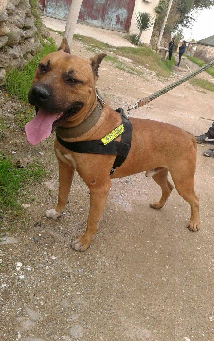 Pitbull 