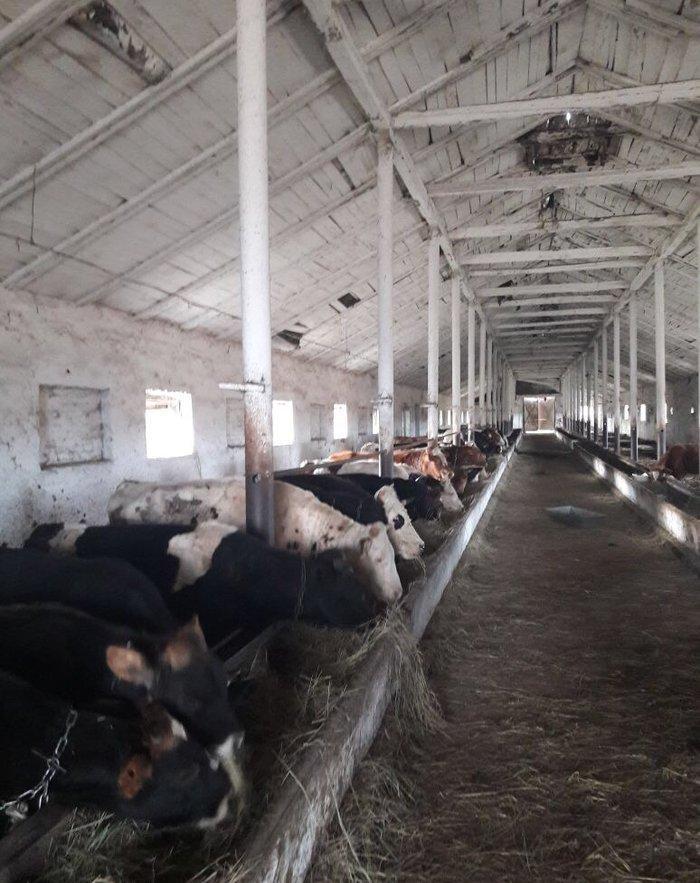Mal qara erkek danalar Rusiya sortu butun senedler qaydasindadi qiqiye