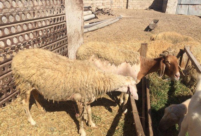 Holland cinsinin qoyunlari! Bir qarina 3-4 bala veriller! 2-4 litre ki