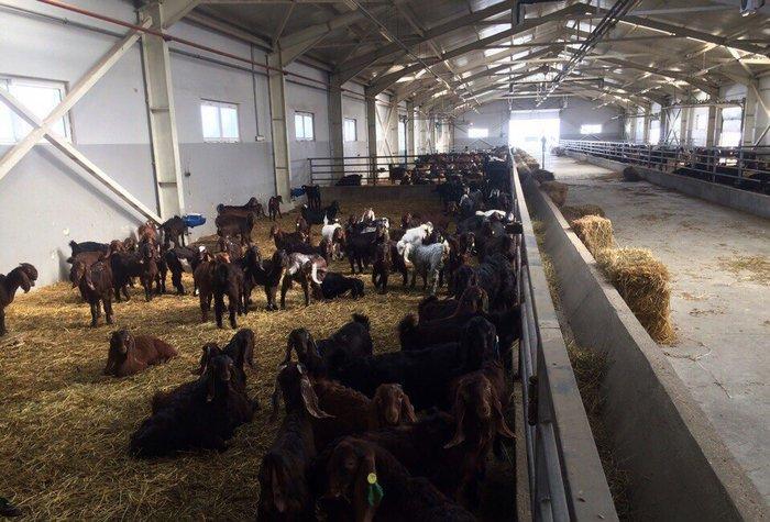 Halep kechileri! Temiz cins! En birinci elden alin ve en ucuz qiymete