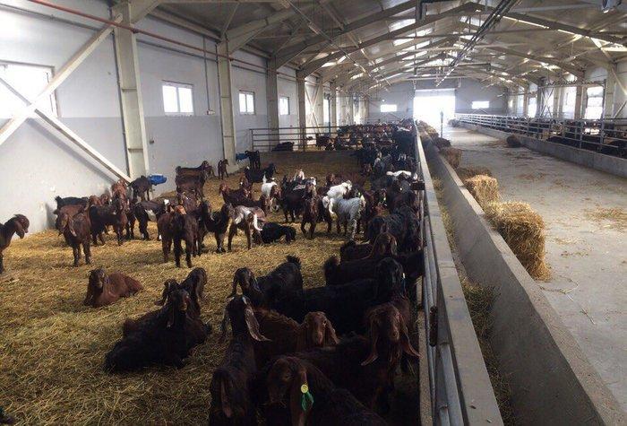 Halep kechileri! Temiz cins! En birinci elden alin ve en ucuz qiymete