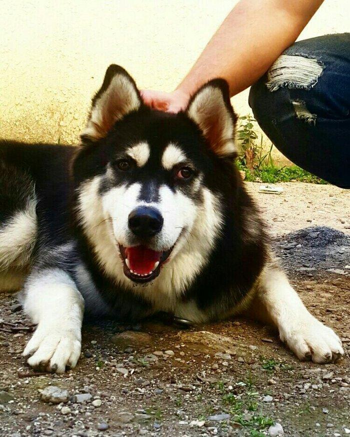 Sbirski layka. 8 ayi oktaybirin axiri olacaq. Yerim yoxdu diye saxlaya