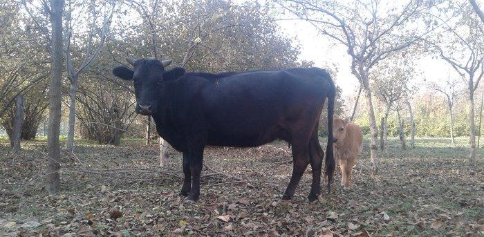 Salam. Mən bu inəyi satıram.Yaxşı süd verir. 4 -5 litr arası süd