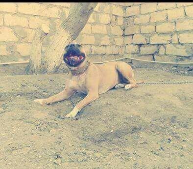 Erkek Pitbull Balasi Satilir  son 1 qara bala qalib.Drak ve Ce****anin
