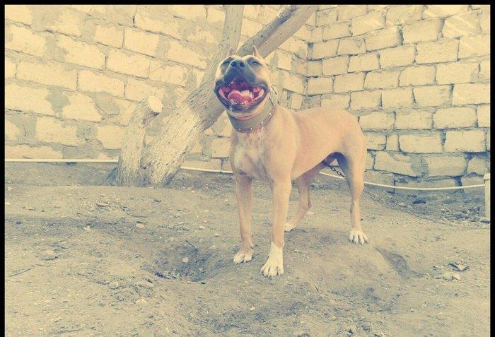 Erkek Pitbull Balasi Satilir  son 1 qara bala qalib.Drak ve Ce****anin