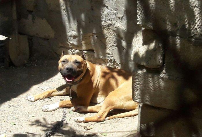 Erkek Pitbull Balasi Satilir  son 1 qara bala qalib.Drak ve Ce****anin