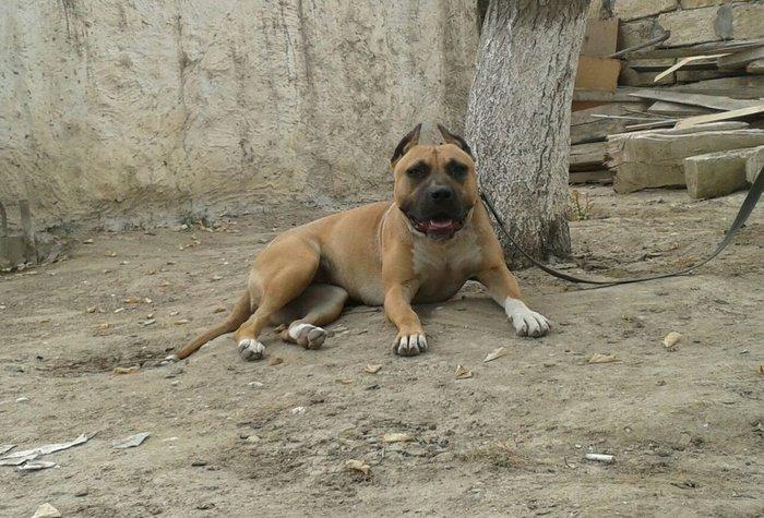 Erkek Pitbull Balasi Satilir  son 1 qara bala qalib.Drak ve Ce****anin