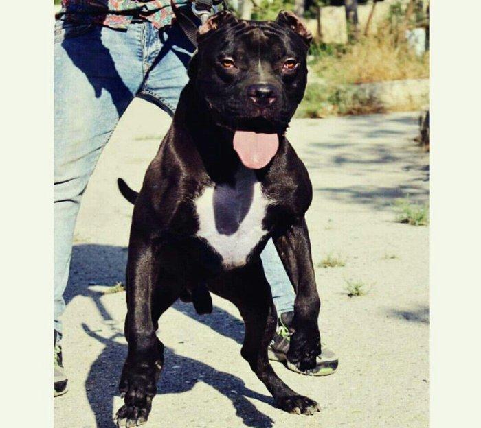 Erkek Pitbull Balasi Satilir  son 1 qara bala qalib.Drak ve Ce****anin