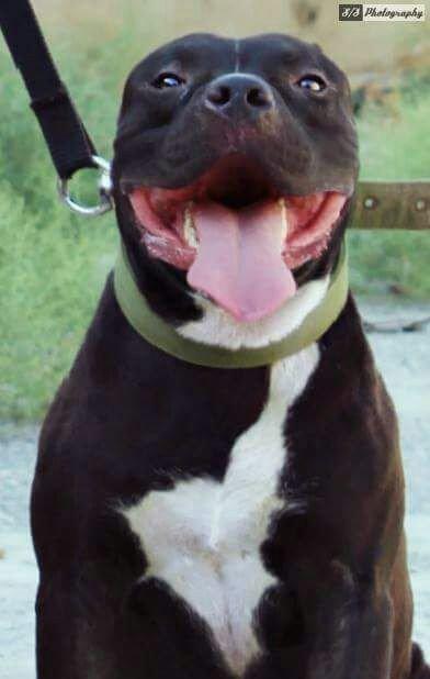 Erkek Pitbull Balasi Satilir  son 1 qara bala qalib.Drak ve Ce****anin