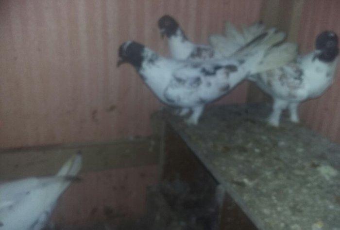 quşlar 1 cüt ana 3 cüt kəvən .250 manat son qiymət.Ramanadadlr.