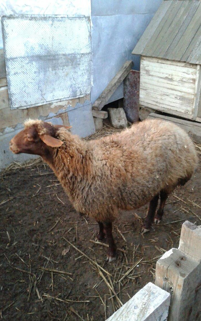 Qala cinsi 9 ayliq toglu ve 2.5 ayliq bogaz olan qoyun satilir.