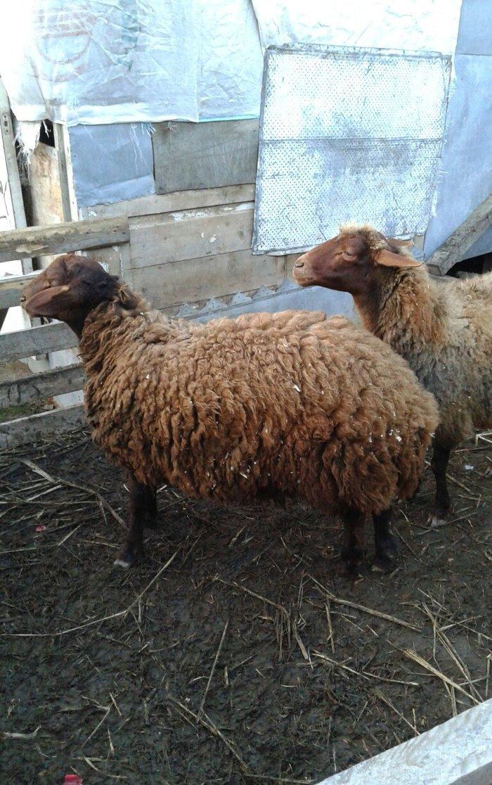 Qala cinsi 9 ayliq toglu ve 2.5 ayliq bogaz olan qoyun satilir.
