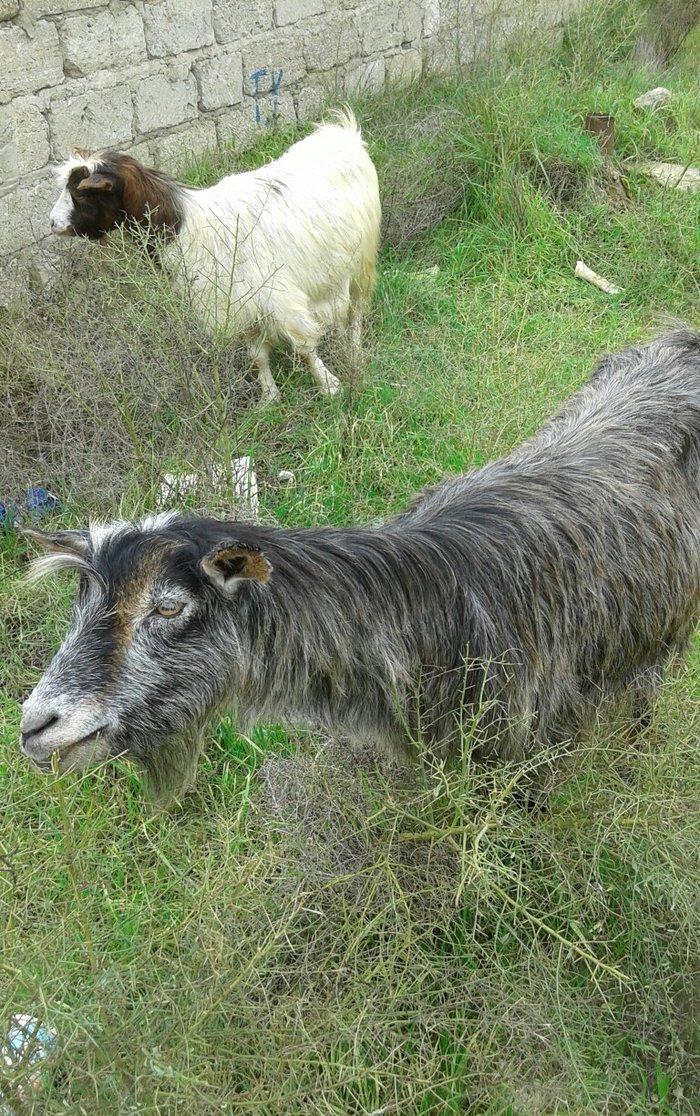 2 eded rasiyski 2 edetde yerli keciler satilir.rasiyski 2 litr yerli 1