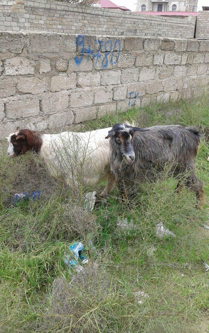 2 eded rasiyski 2 edetde yerli keciler satilir.rasiyski 2 litr yerli 1