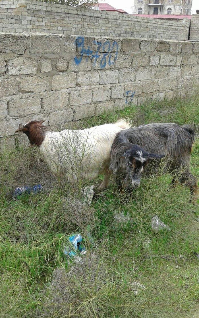 2 eded rasiyski 2 edetde yerli keciler satilir.rasiyski 2 litr yerli 1