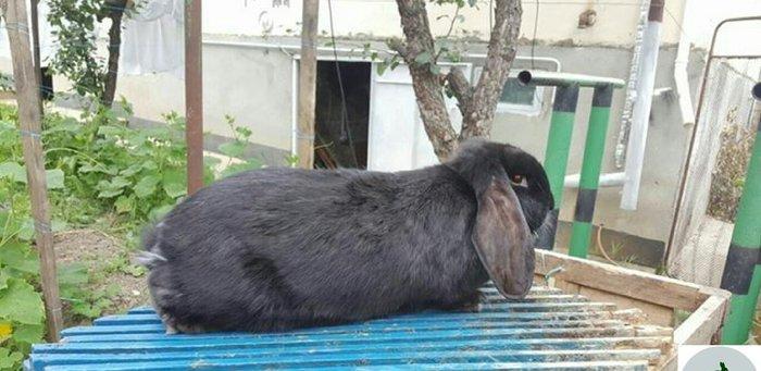 Salam aleykum sizə təqdim etdiyimiz dovşanlar rusiya,  belarusiya, ukr