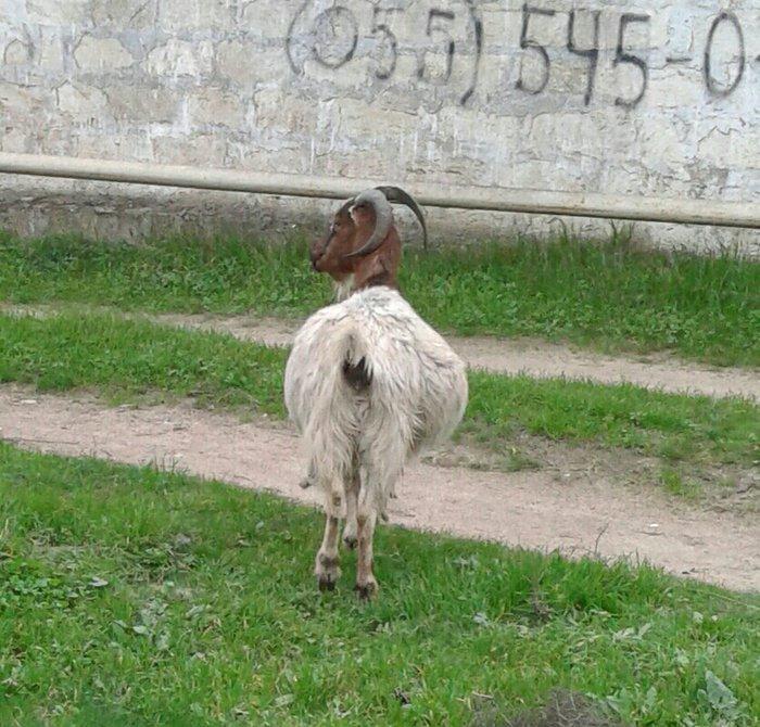 Sekildeki bogaz keci satilir. En geci gelen aya dogacey. Real aliciya