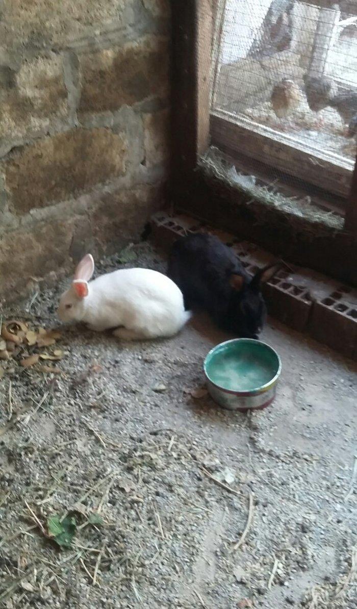 Dovşan satiram erkək dişi.  boğaz.  1 heftəlik 2 heftelik 3 heftelik.