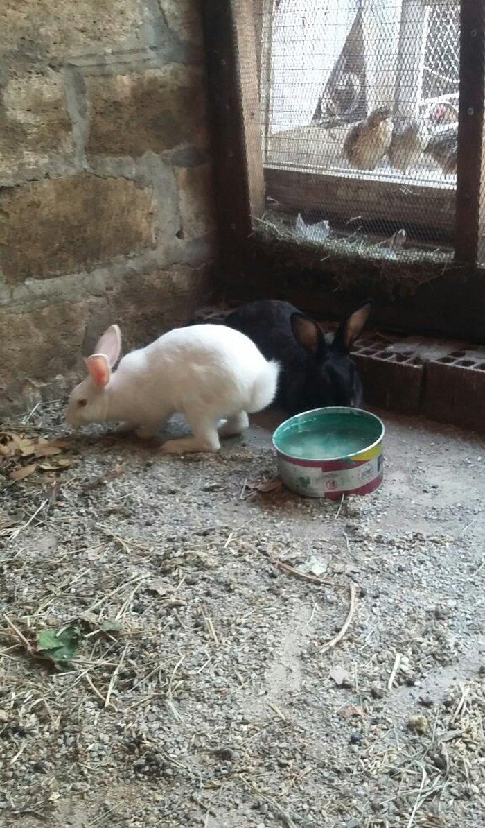 Dovşan satiram erkək dişi.  boğaz.  1 heftəlik 2 heftelik 3 heftelik.