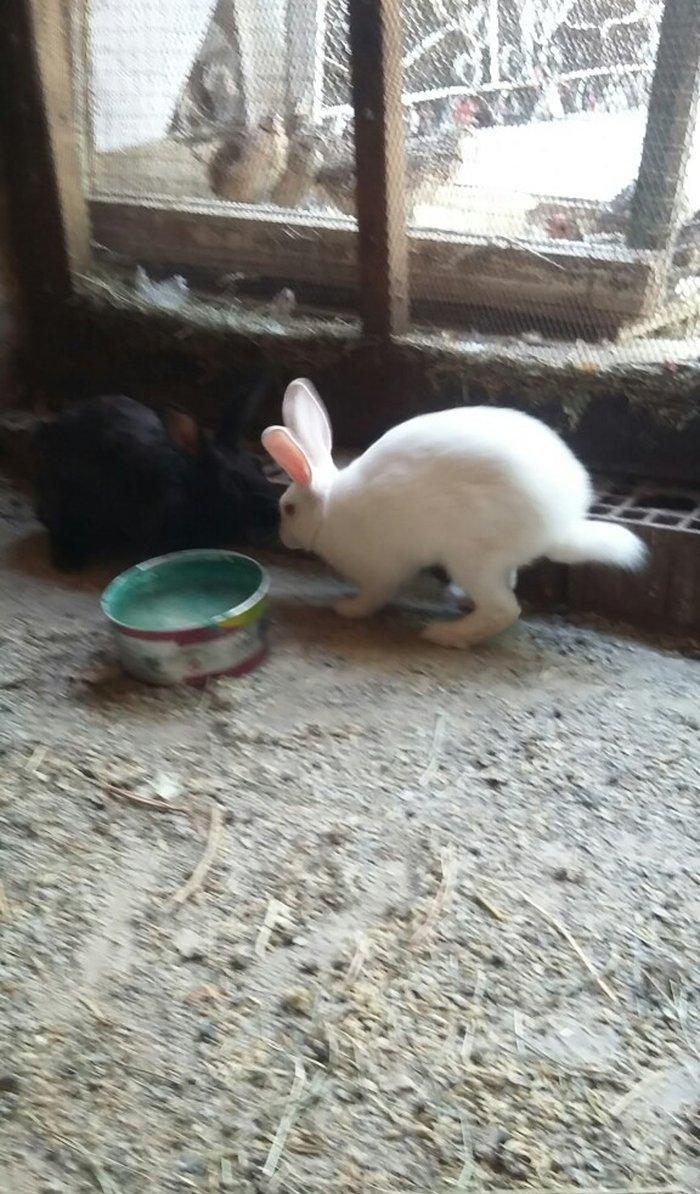 Dovşan satiram erkək dişi.  boğaz.  1 heftəlik 2 heftelik 3 heftelik.