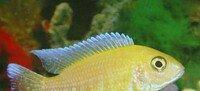 baliqlar 1 azn 1.50 az. unvan yeni yasamal.
limonnik
delfin
faer fiş
p