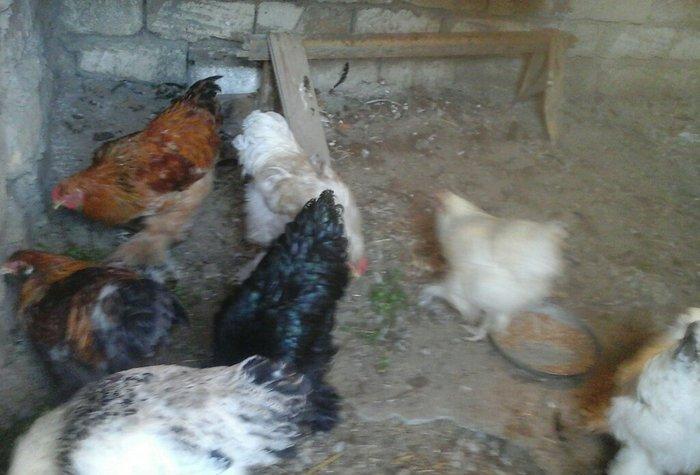 salam brama satram 60 manata ancaq xoryz dlar 7 aylqdi