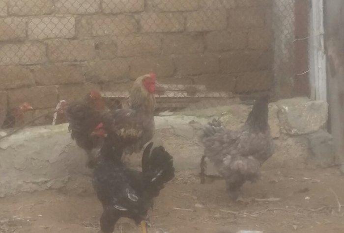 brama xoruz toyuq 100 manat ikisi bir yerde satilir watcap var