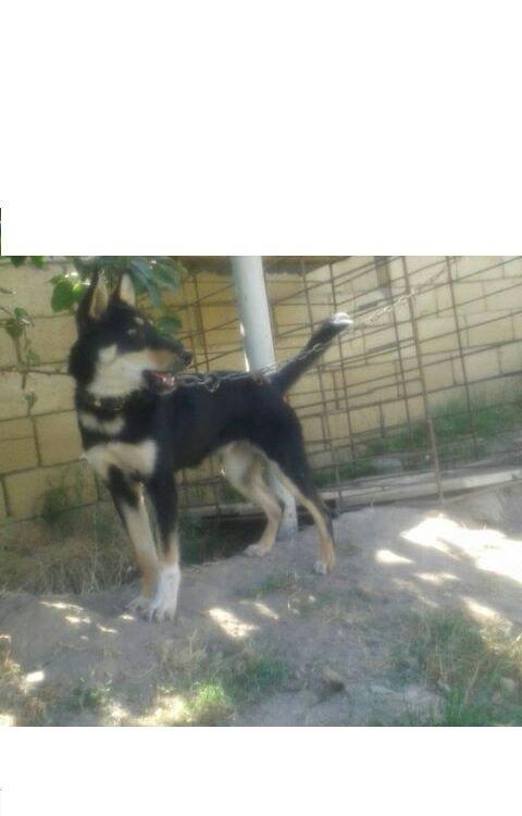 7 ayliq afcarkadi 120 manata satiram veya barter edirem 1 cut yakabin