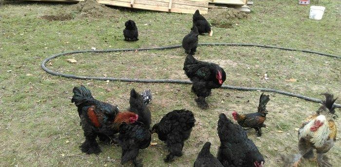 bece ve fereler satilir. toyuq ve xoruzlar da var. qiymeti razilasma y