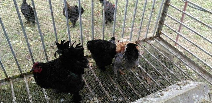 bece ve fereler satilir. toyuq ve xoruzlar da var. qiymeti razilasma y